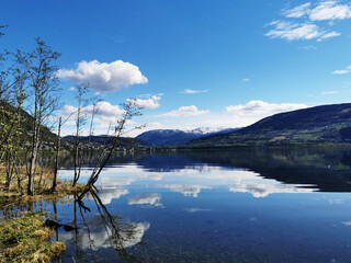 《狼王梦》的结局是什么