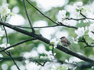 《只有一个地球》课文解析及答案