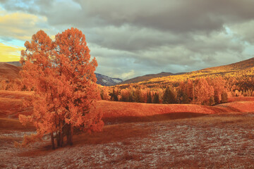 胚胎是怎样形成的
