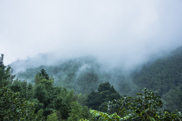 《狼王梦》的结局是什么